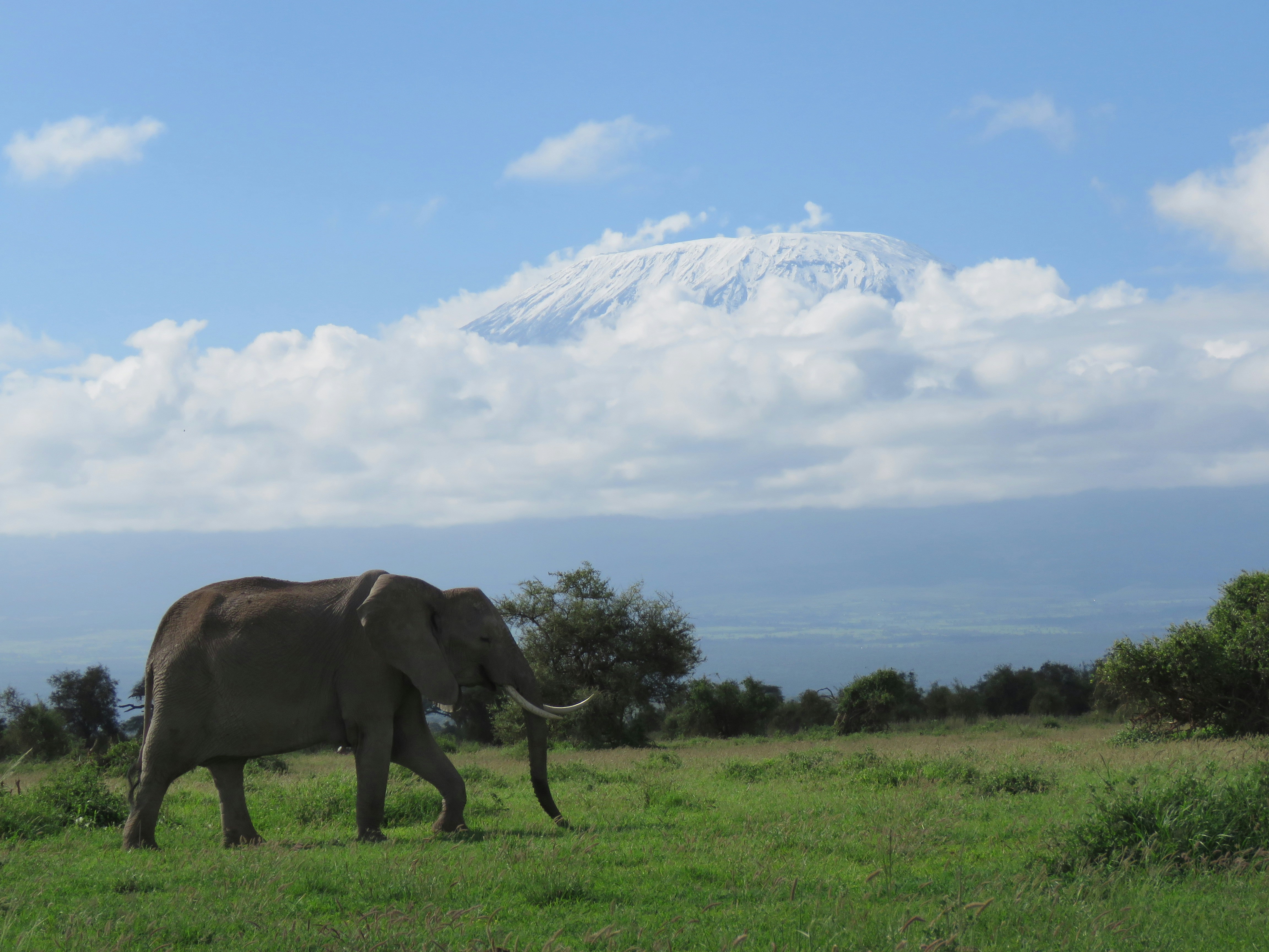 Amboseli