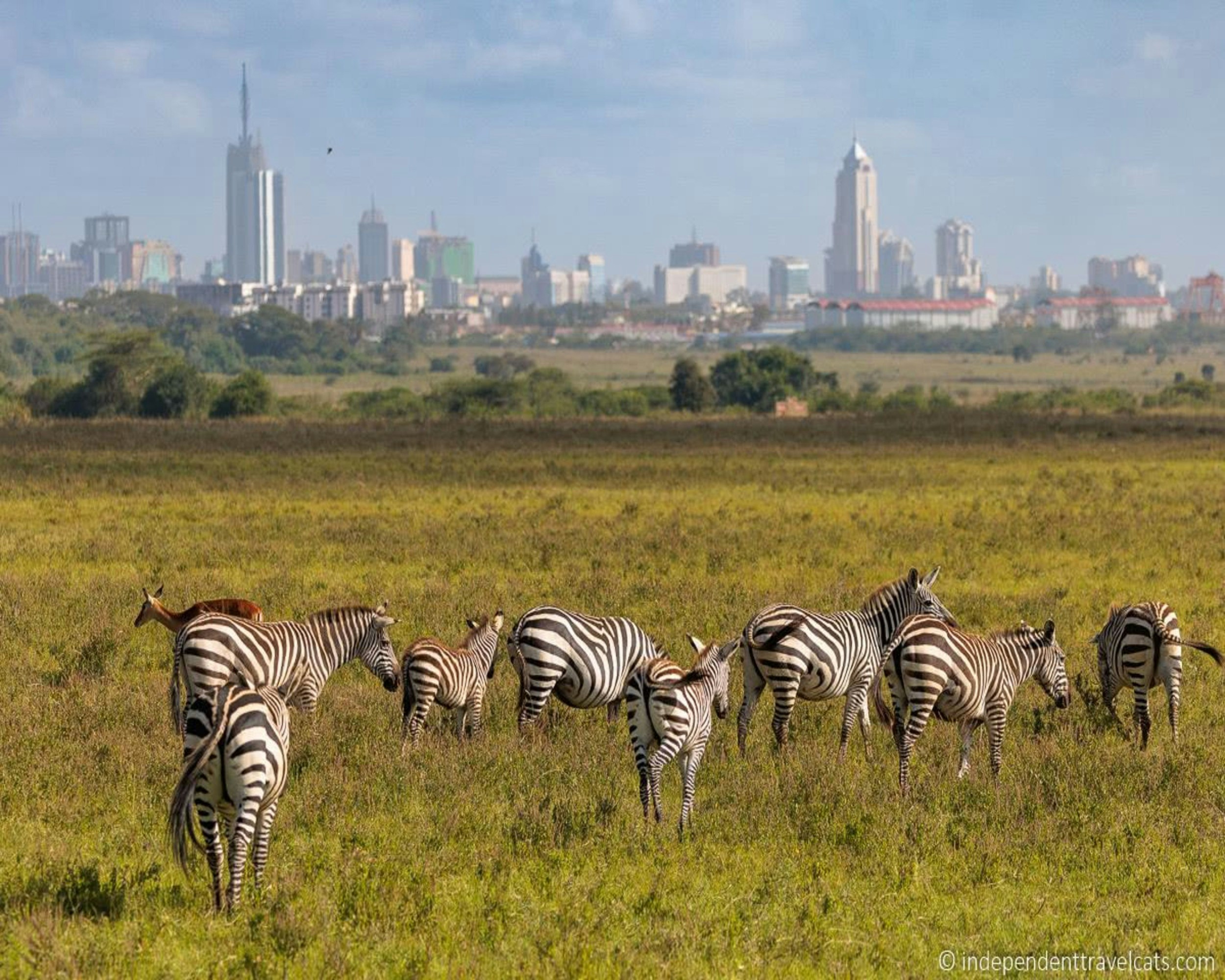 Nairobi National Park Landscape