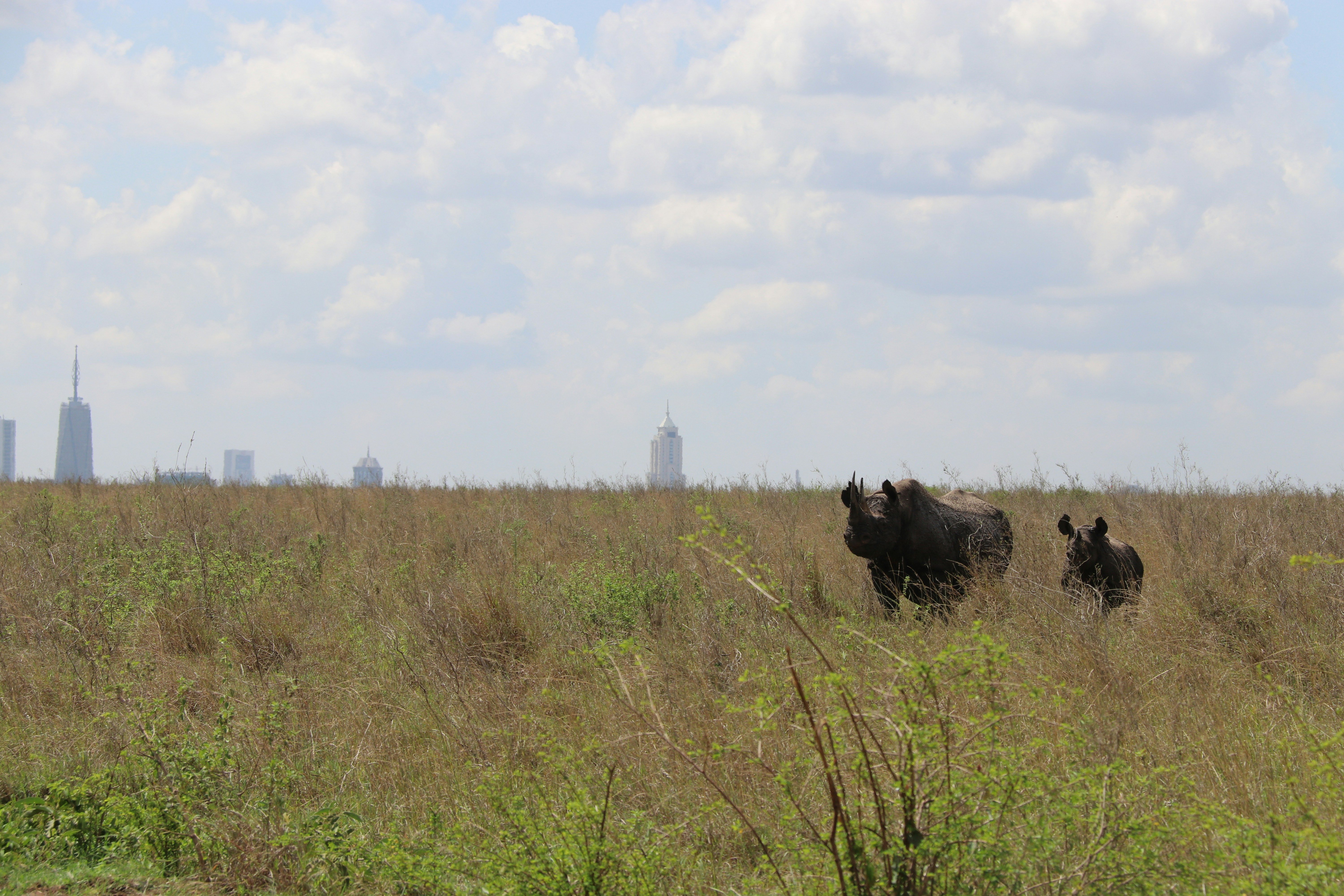 Elephant in Nairobi National Park