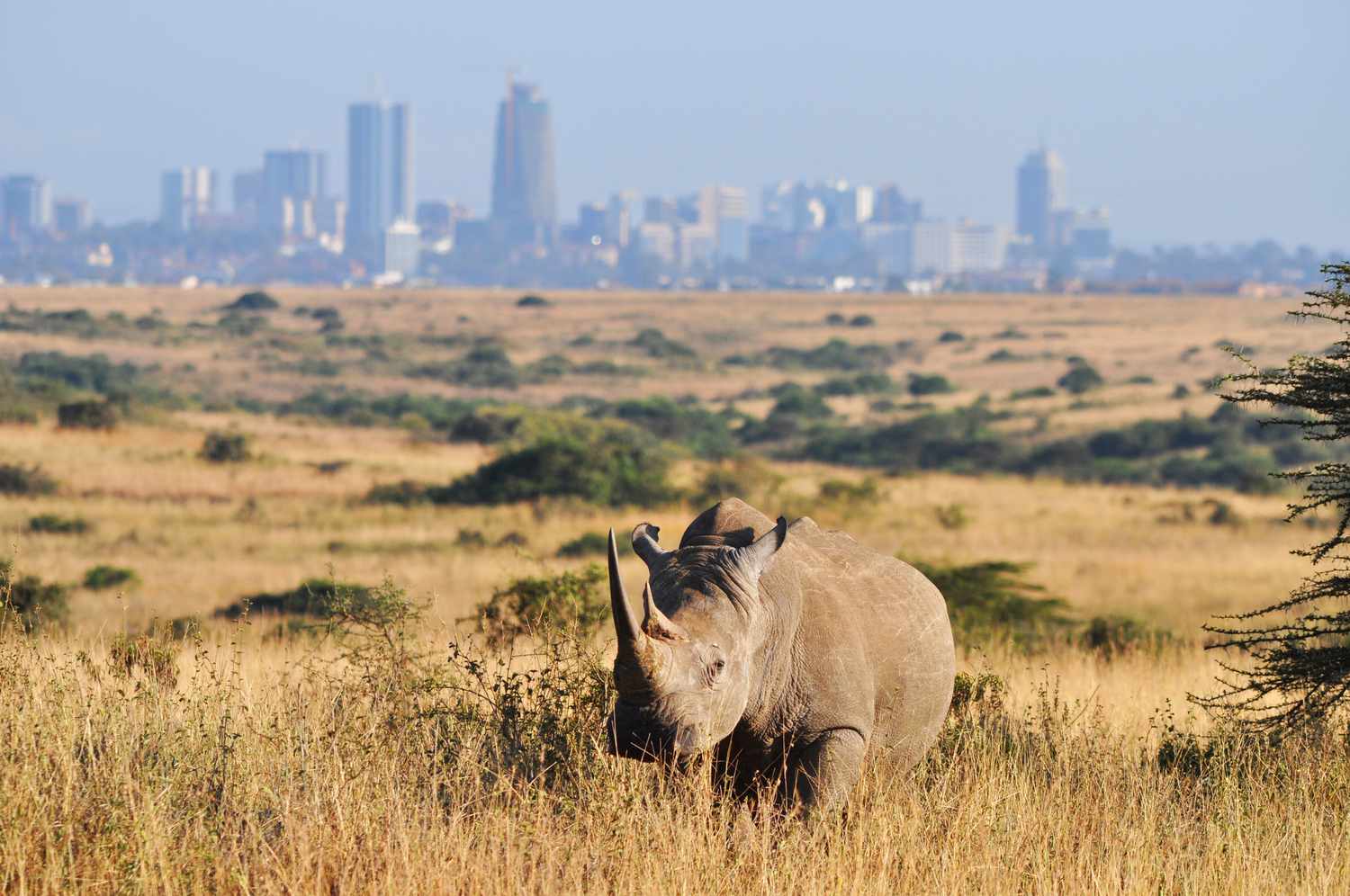 Zebra in Nairobi National Park