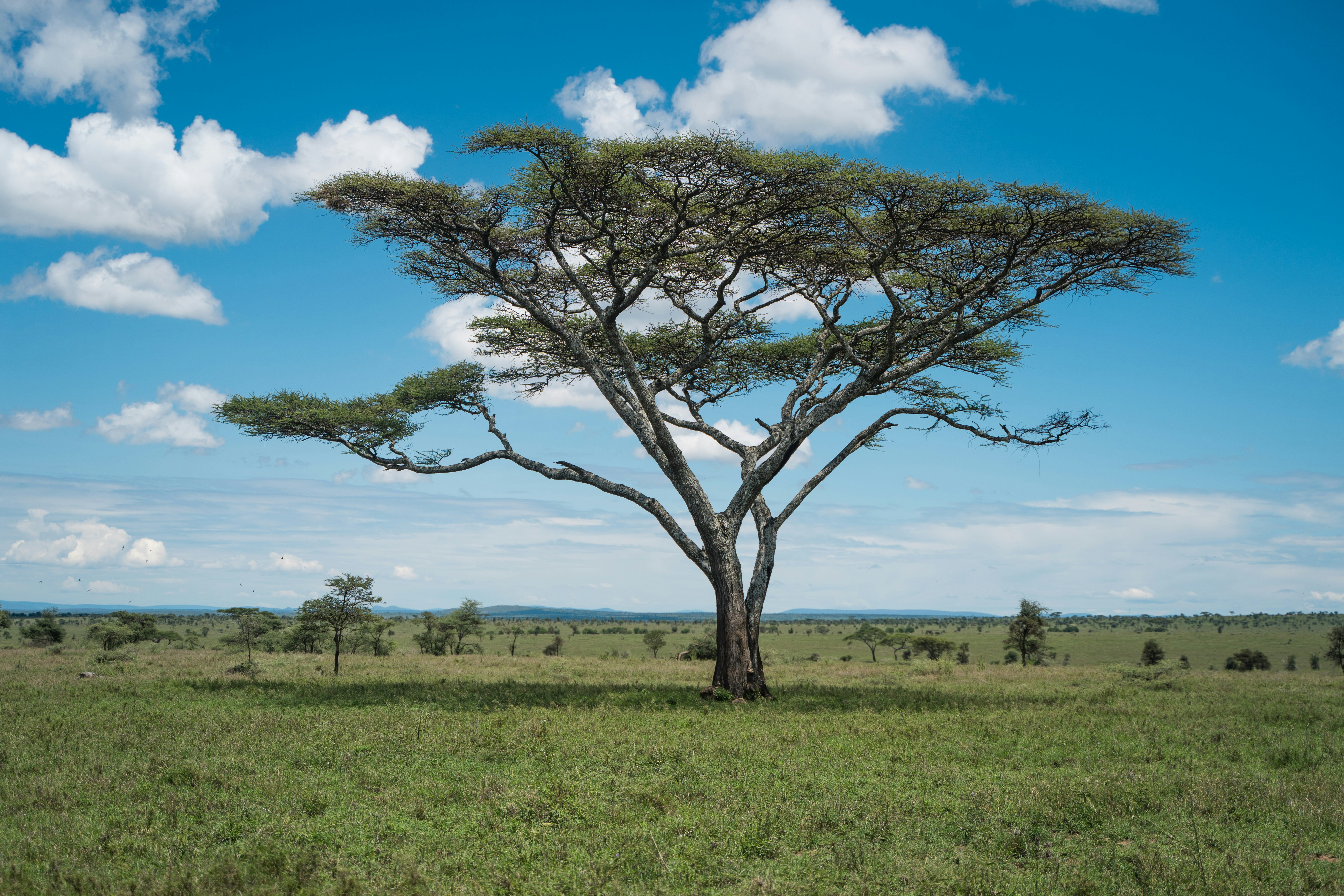 Giraffe in Nairobi National Park