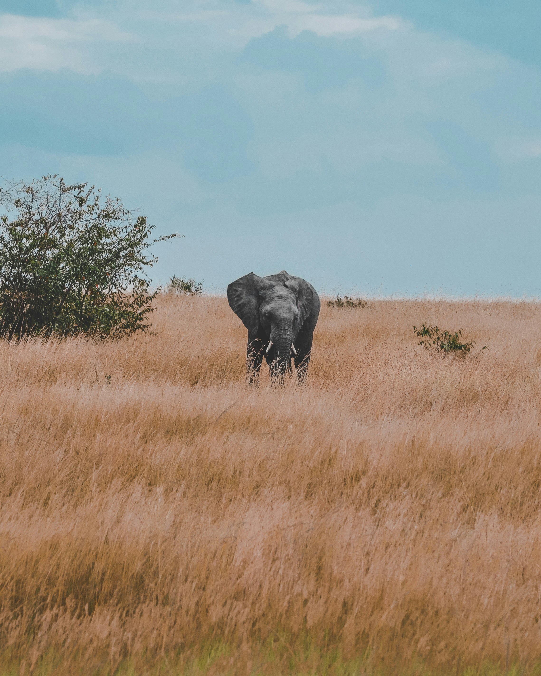 Cheetah in Nairobi National Park