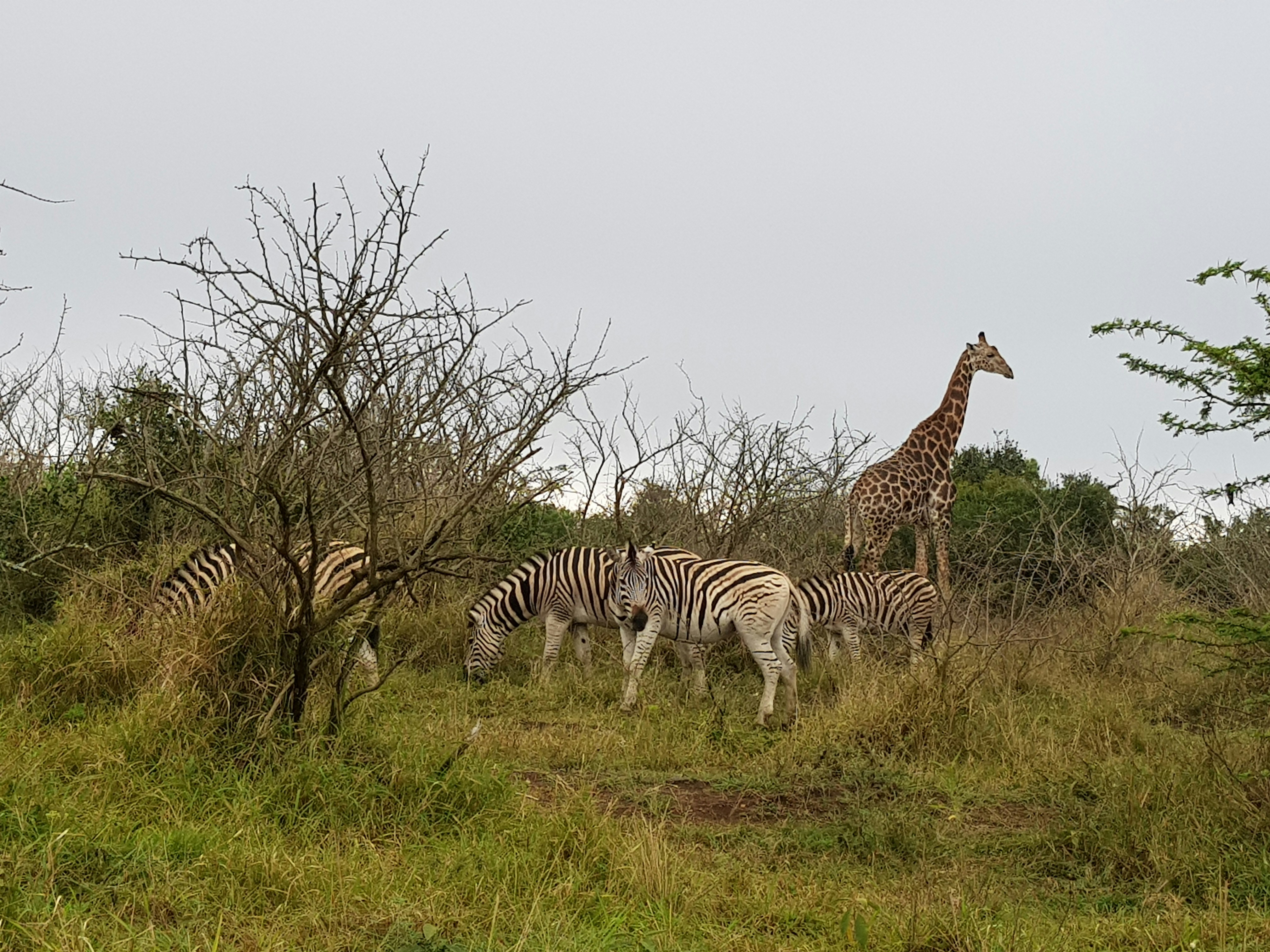 Buffalo in Nairobi National Park